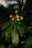 Euphorbia amygdaloides var. robbiae RCP3-10 030.jpg